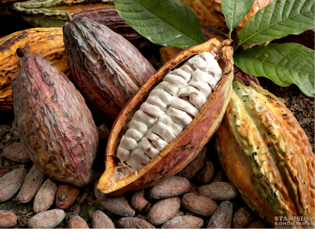 cocoa plant