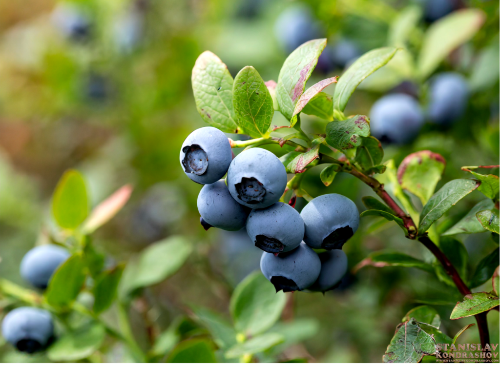 wild blueberries